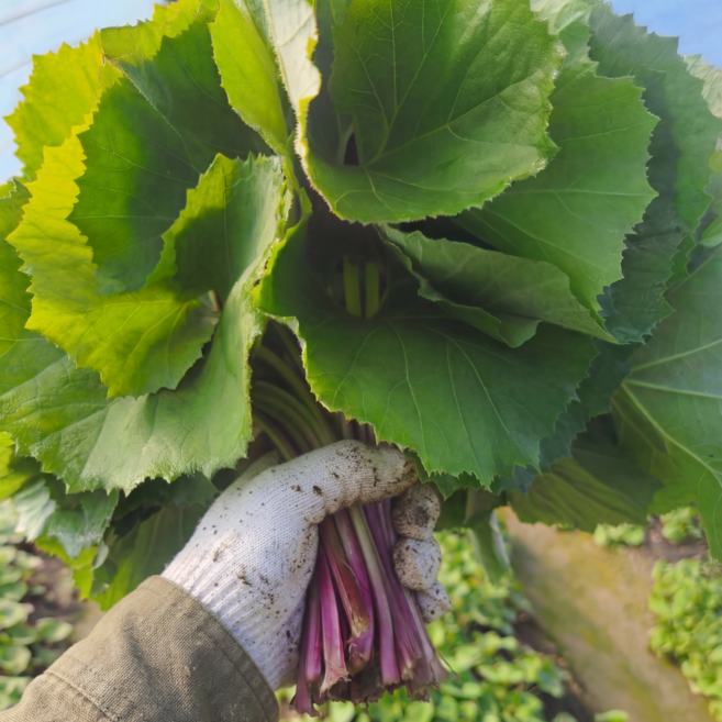 양평용문산 국산 봄나물 생 머위잎, 1박스, 2kg