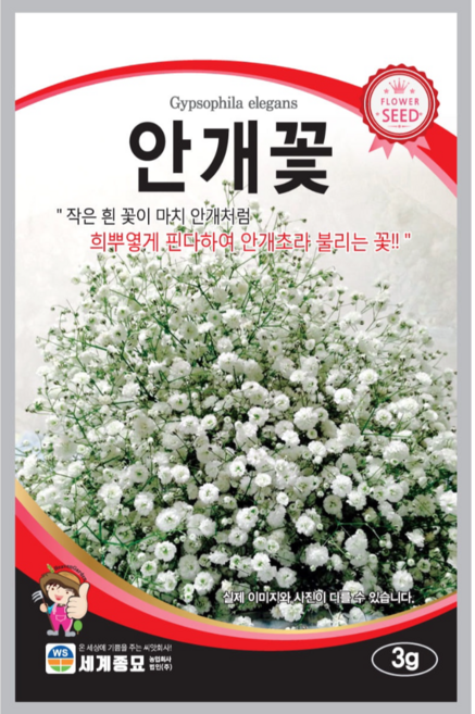 꽃 씨앗 안개꽃 작은 흰꽃이 안개처럼 핀다하여 안개초라 불리는, 1개