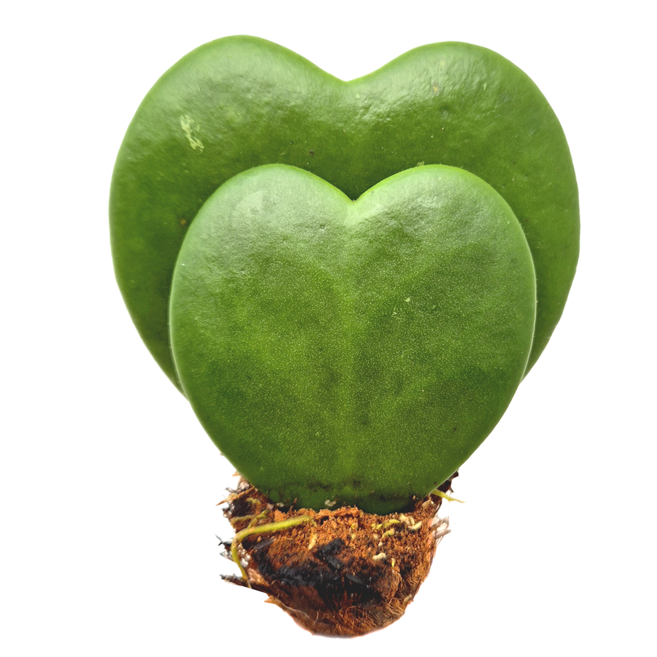 피움뜰 하트호야 호야케리 하트선인장 키우기 - 공기정화 전자파차단 키우기쉬운 다육이, 더블하트호야, 1개