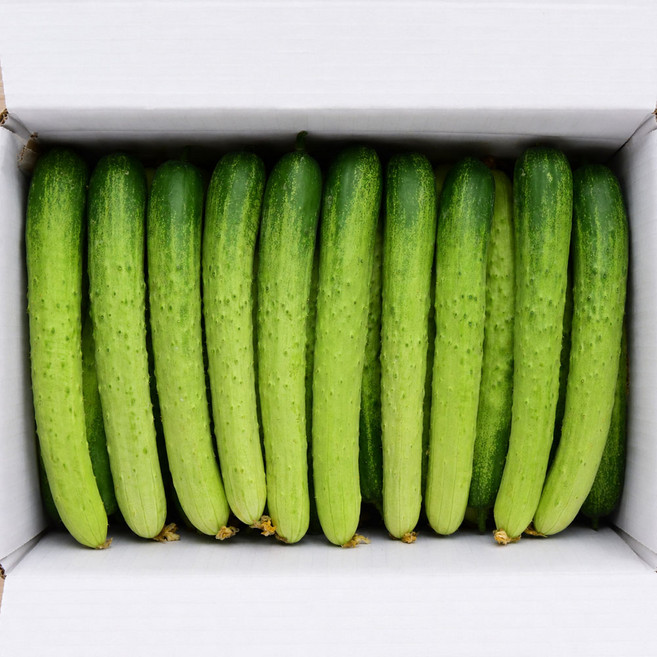 야채삼촌 국내산 백오이 백다다기, 1개, 2kg