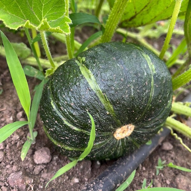 제주 미니밤호박 2.5kg 못난이 사이즈혼합, 1개