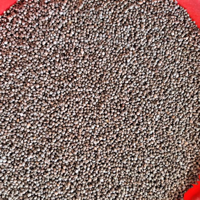 전남 곡성 산지직송 25년산 국산 햇 들깨 통들깨 국내산 생들깨, 1kg, 1박스