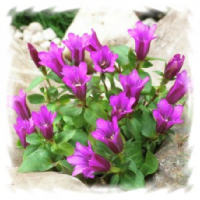 꽃모종 용담 9cm분, 핑크, 1개