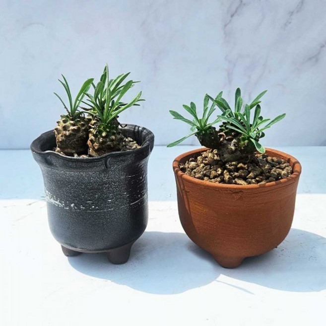 괴마옥 파인애플선인장 도자기 화분, 1개, 단일