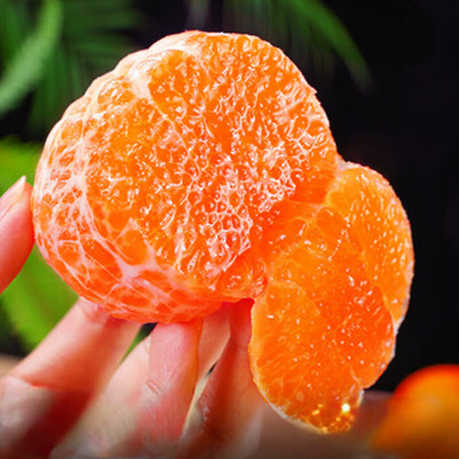 [천혜향판매율1위] 재구매율1위벌꿀맛 농부의정성 천혜향 완판2차, 1박스, 5kg