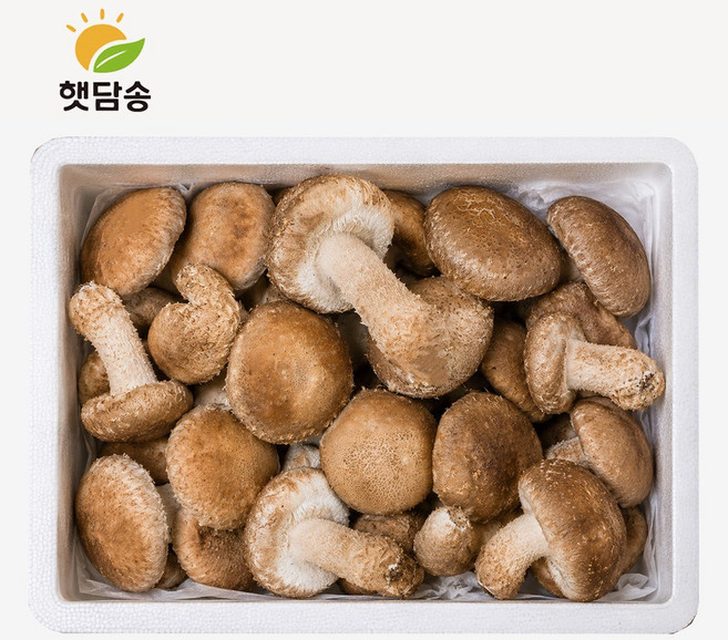 [쿠팡핫딜 1+1]국내산 친환경 햇담송화 가정용 정품중급 송이향 송고 송화고버섯, 1박스, 정품중급 1Kg [1+1]