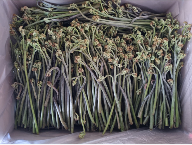 국산 광양 백운산 고사리 건고사리 자연산 생고사리, 2kg, 1개