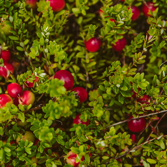 목하원예조경 크랜베리 크렌베리 4치포트 묘목 열매 결실주 인테리어 조경수 정원과일나무 노지월동, 단일, 1개