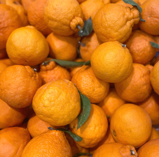 [첫출하특가] 제주 한라봉 가정용 한라봉, 1박스, 5kg 랜덤과