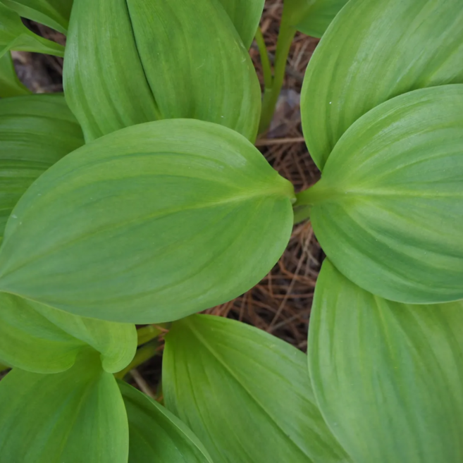 산지직송 강원도 명이나물 산마늘 대명이, 1kg, 1개