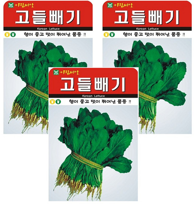 고들빼기 씨앗 씨 종자, 3개