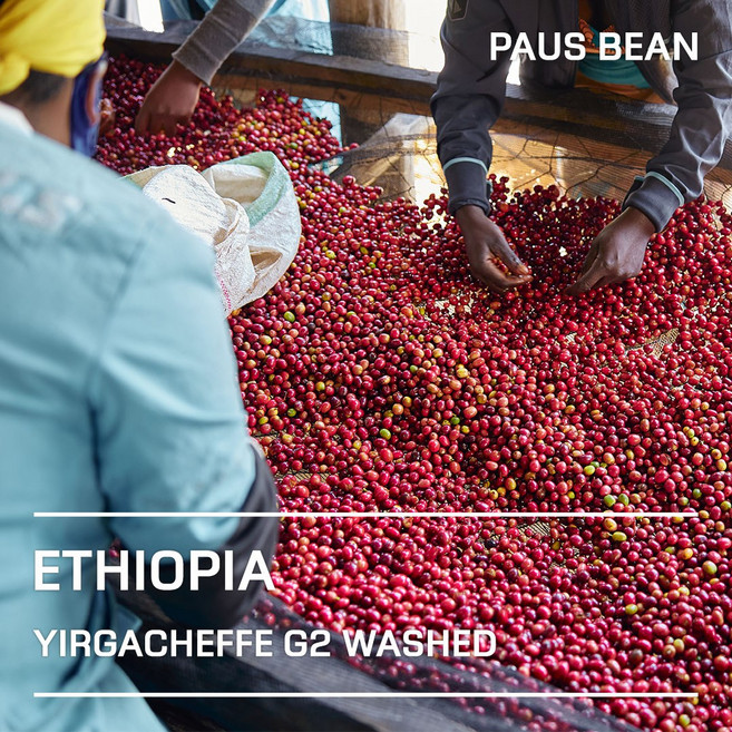 생두대빵 에티오피아 예가체프 G2 워시드 생두, 1kg, 1개