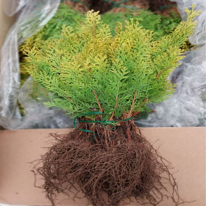 [가산원예조경] 황금측백 삽목2년특묘 50주묶음