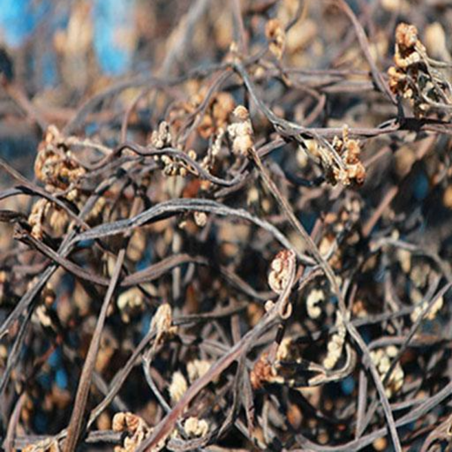 지리산 하동 국산 건고사리 말린고사리 100g, 1개