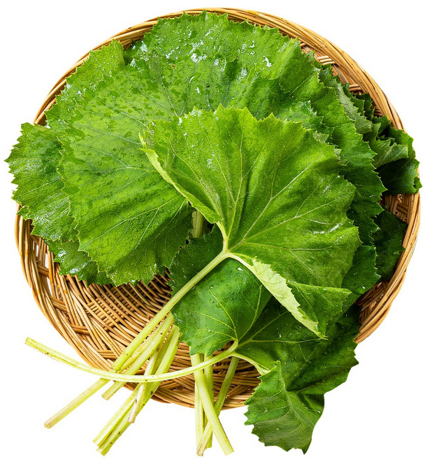 [더싱싱] 당일수확 국내산 생머위잎, 1개, 1kg