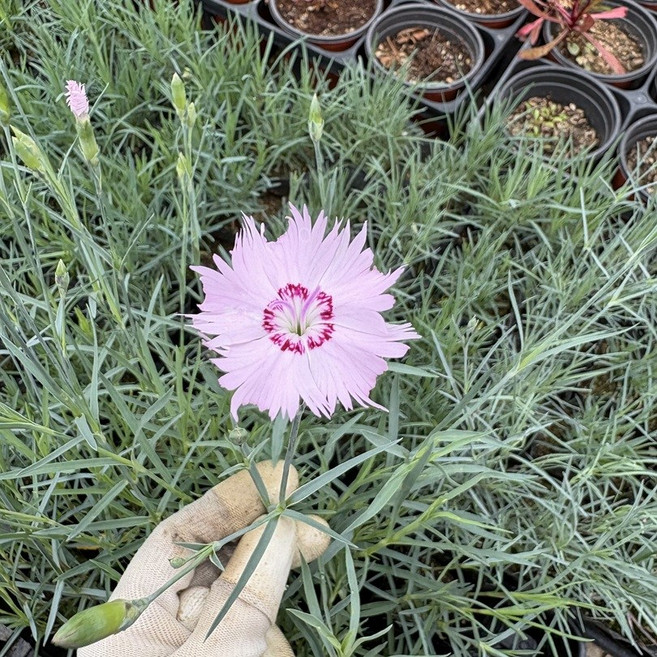 상록패랭이 사계패랭이 30개세트, 30개