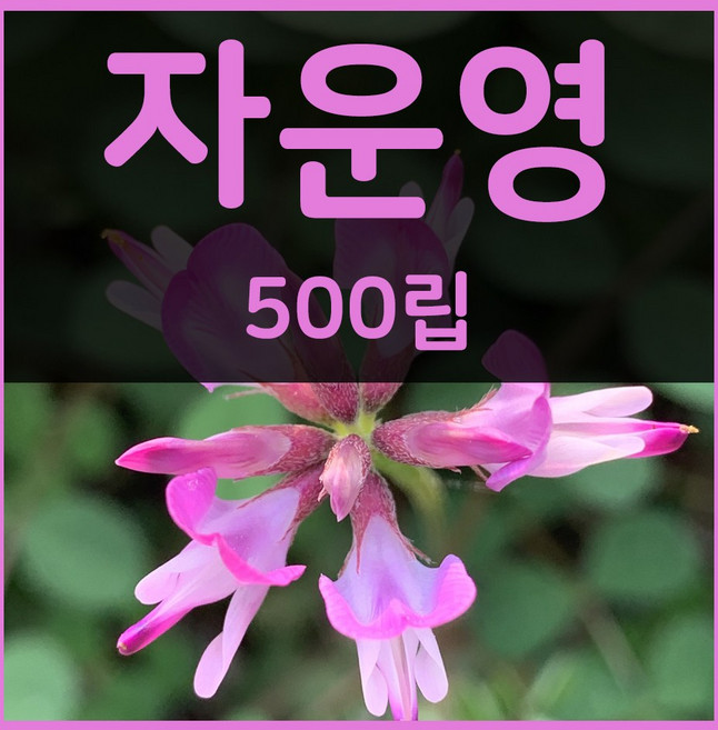 꽃씨몰 꽃씨 봄 파종 여름꽃씨 가을 노지월동 다년생 야생화 양귀비 종자 꽃씨앗, 1개