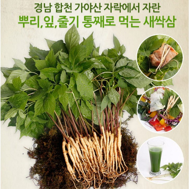 가야산별빛농장 새싹삼, 100뿌리, 1개
