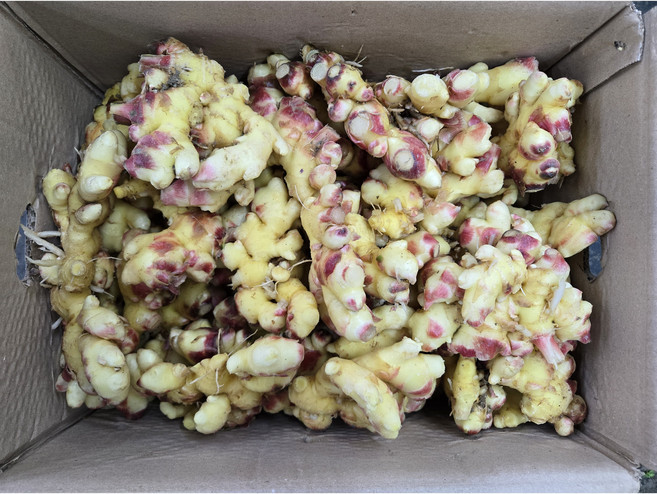 국내산 생강 원강 10k 1박스, 9.5~10