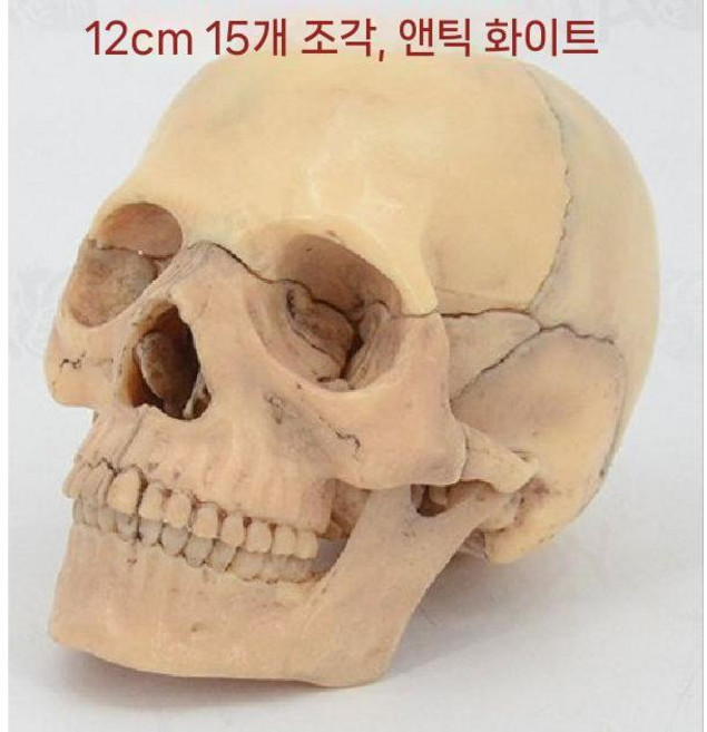 두개골모형 머리뼈 해골 뇌모형 소형 교구 실습 모델 모형 앤티크 컬러 15부분, 컬러 MTG007, 1개