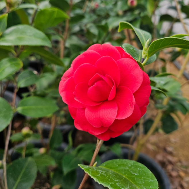 동백나무 묘목 레드로즈 겹꽃 대품, 1개