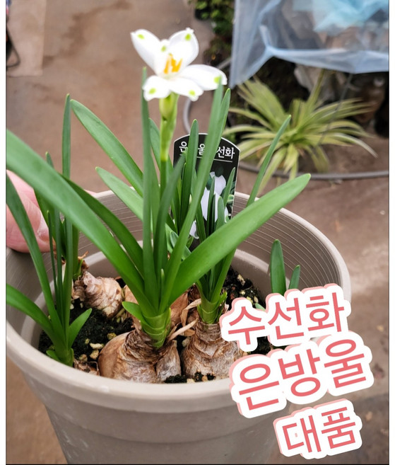 은방울수선화 대품, 1개