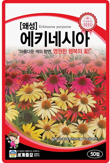 산들마켓 왜성에키네시아 꽃씨앗 50립 아름다운 색의 향연 일년생 꽃씨 종자, 1개