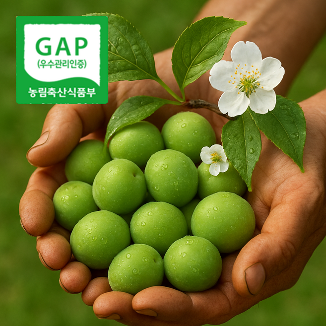 GAP인증 하동매실 지리산 산지직송 청매실, 1박스, 하동매실 특(36~38mm) 10kg