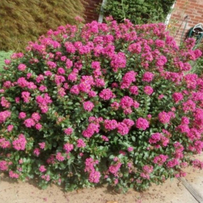 배롱나무 묘목 미니백일홍(왜성) 5치포트 개화주 미니배롱 / 제이에스그린, 5개