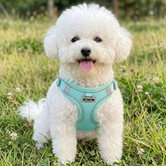 디아쿠아 야광 빛반사 메쉬 강아지 하네스 리드줄 세트, 민트