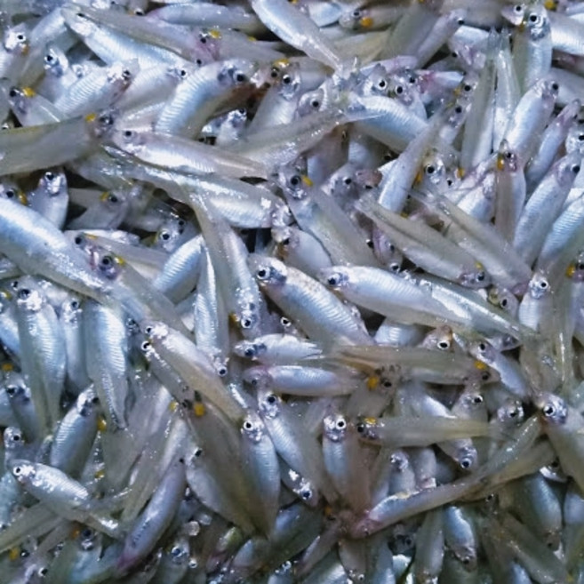 S. N. FOOD Frozen Kaski Anchovy 250g(1+1) 2p 냉동 멸치 250g(1+1), 2개, 250g