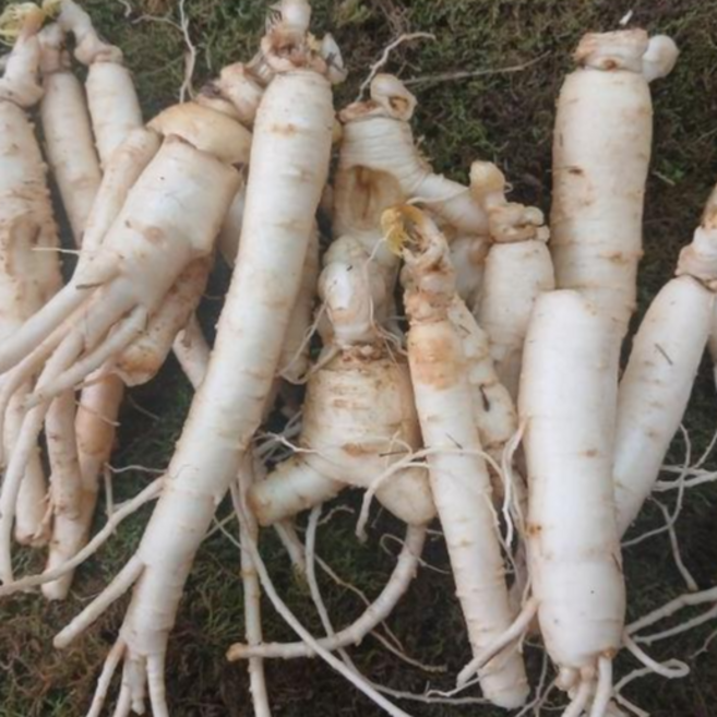 막파삼 1kg 작은인삼 금산 세척인삼 40뿌리 내외 막파삼, 1개