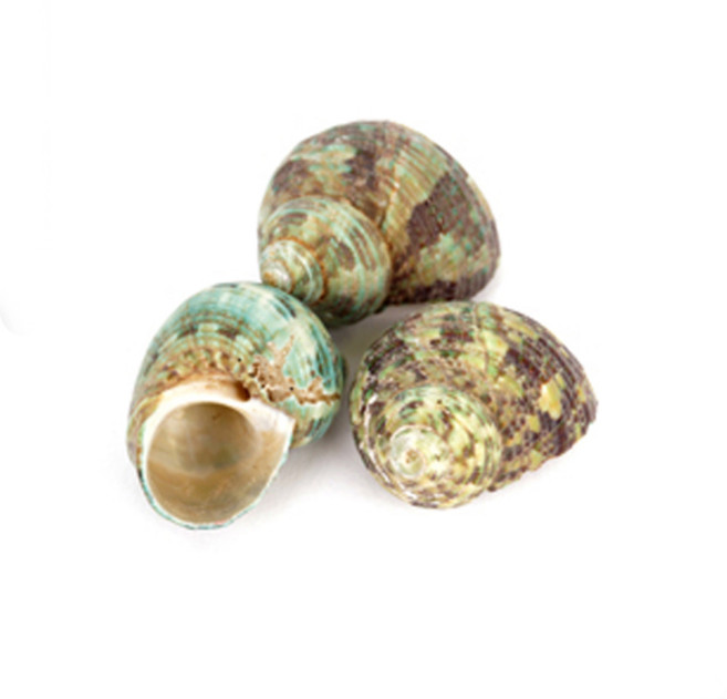 미미네아쿠아 미니 청소라 3개 - 조개껍질 어항장식 소라게쉘, 단품, 1세트