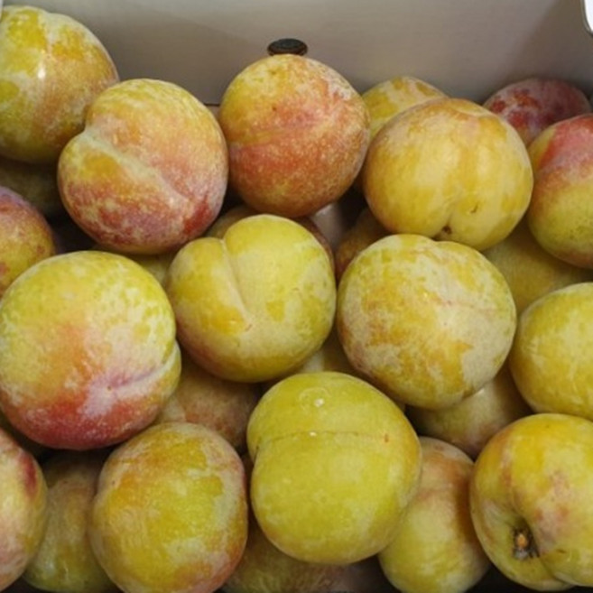 자두나무 묘목 - 추희(추휘) 접목1년 뿌리묘 1개, (추희자두1년생)