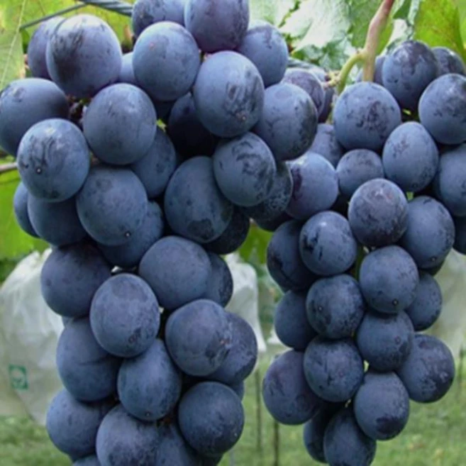 거봉 포도나무 유실수 묘목 - 3년생 결실주 OC093 - 쿠팡