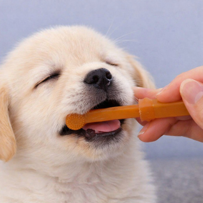 데인트 강아지 실리콘 칫솔 애견 고양이 애완동물, 1개, 브라운