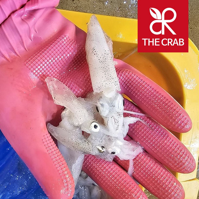 제철 활 호래기 꼴뚜기, 1개, 생물 호래기 500g (횟감용)