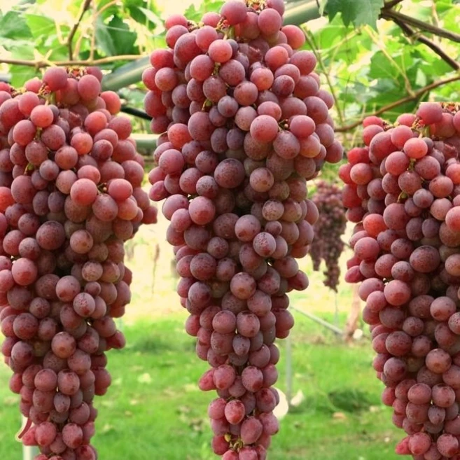 묘목/ 포도나무 홍삼척 적포도 / 한송이 90센티 길이 / 희귀 품종, 1개 - 쿠팡