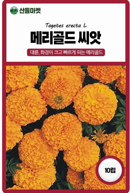 아람종묘 메리골드 꽃 씨앗, 3개