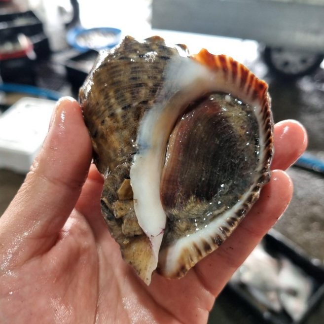 홍지수산 남해안 고흥 참소라 향이진한 인생소라 1kg 3kg 소라장 소라죽 소라숙회 다양한요리, 1개, 대사이즈 참소라6-9미