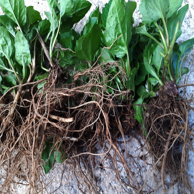 울릉도 부지갱이 나물 뿌리 3년근 이상 50포기/종근/모종/씨앗/구근/묘목/뿌리/울릉도 나물/울릉도취나물/울릉도나물/울릉도명이나물, 200g, 1개