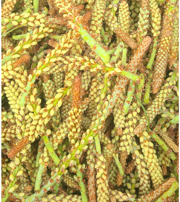 송화솔순500g 솔잎순 어린솔잎 솔순청 솔순주 담금주 솔잎효소 솔순효소 엑기스 생솔순 소나무순 송순 송화피클 송화주, 1개, 500g, 500g