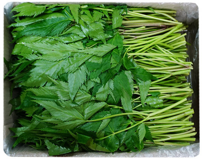 당귀(0.8kg - 1kg), 1개