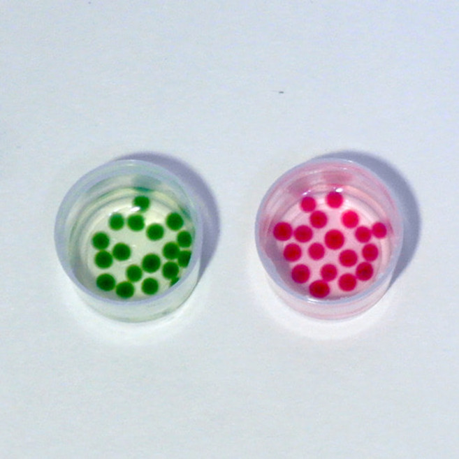 알긴산나트륨을 이용한 산 염기 지시구슬 만들기 (5인세트)