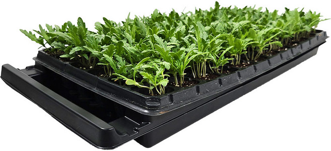 [모종판+전용 받침대 1세트] 파종 삽목 모종 육묘판 트레이, 1개, 모종판받침세트