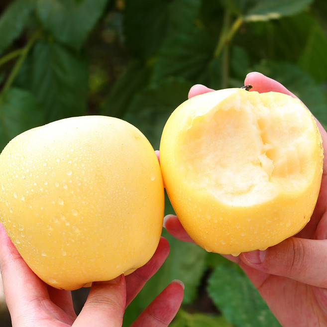 [기획특별가]완전득템 수출농가 농부자신 천상단맛 시나노골드사과, 1박스, 2kg