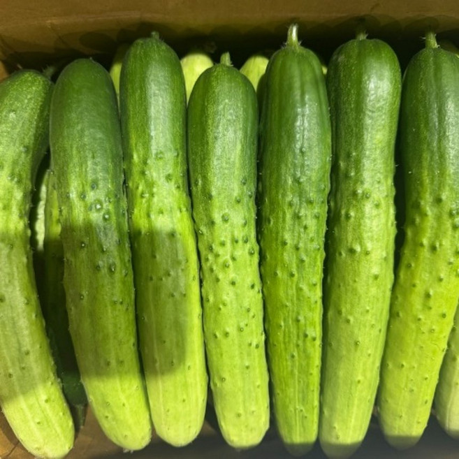 [정연푸드]국내산 백다다기오이 5kg 산지직송 오이지용 다다기오이, 1개, 백다다기오이2kg(10개내외)