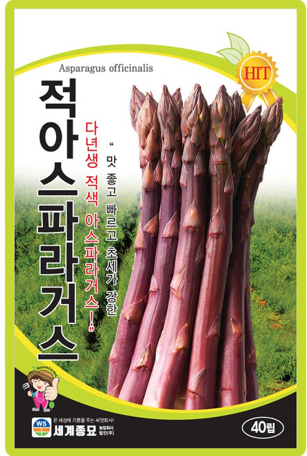 적아스파라거스 씨앗 40립 적색 아스파라거스씨 종자, 1개