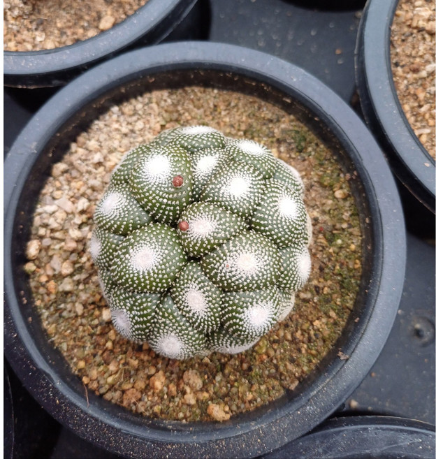 행복한꽃순이/송로옥선인장, 1개