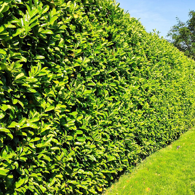 [충북농원] 사철 사철나무 묘목 - 10주묶음, H1.0/흙털이(10주1묶음), 1개